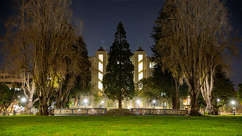 Trees in Civic Center Park