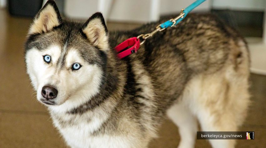 Huskey with blue eyes